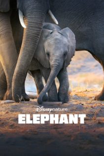Elephant 2020